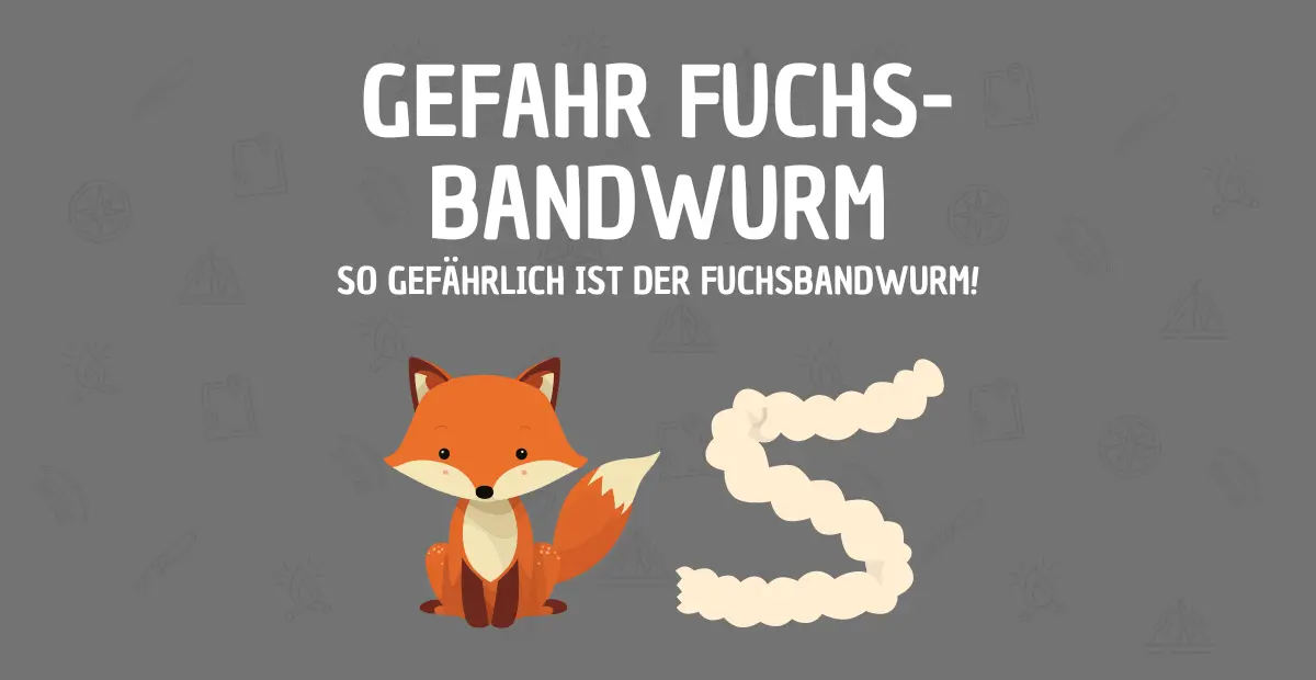 Gefahr Fuchsbandwurm